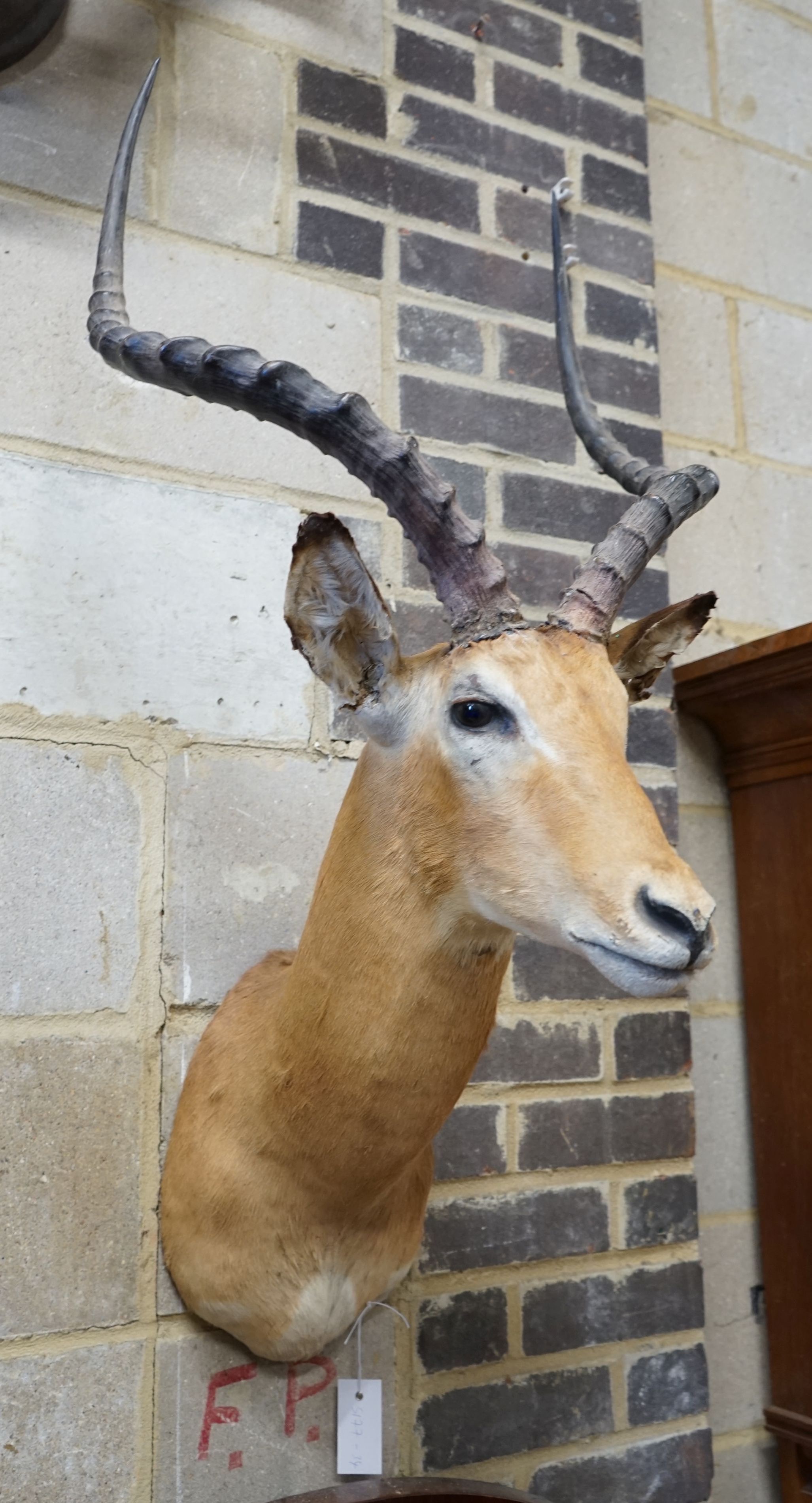 Taxidermy: A mounted Impala mask, approximately 104 cm high